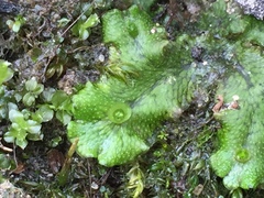 Marchantia polymorpha ruderalis