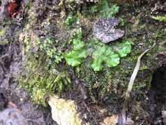 Marchantia polymorpha ruderalis