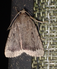 Amphipyra glabella