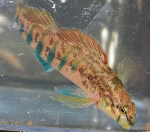 Cherokee Darter
