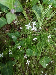 Moehringia muscosa