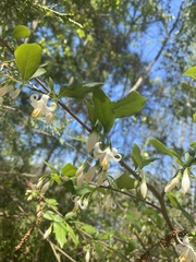 Styrax americanus