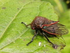 Metcalfiella erecta