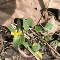 Viola eriocarpa