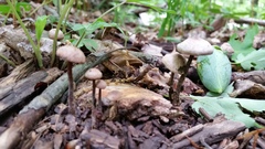 Collybiopsis dichroa