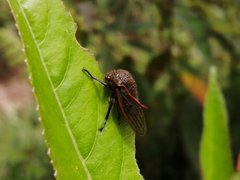 Metcalfiella erecta