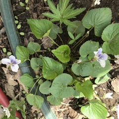Viola eriocarpa