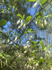 Styrax americanus