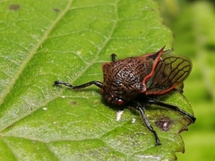 Metcalfiella erecta