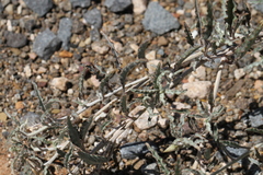 Dicoma capensis image
