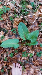 Rumex obtusifolius
