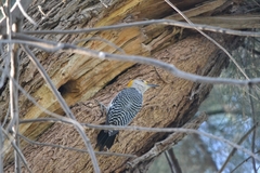 Melanerpes aurifrons