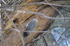 Melanerpes aurifrons