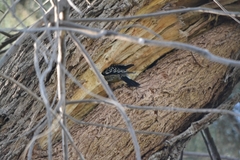 Melanerpes aurifrons