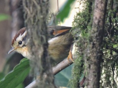 Schoeniparus castaneceps