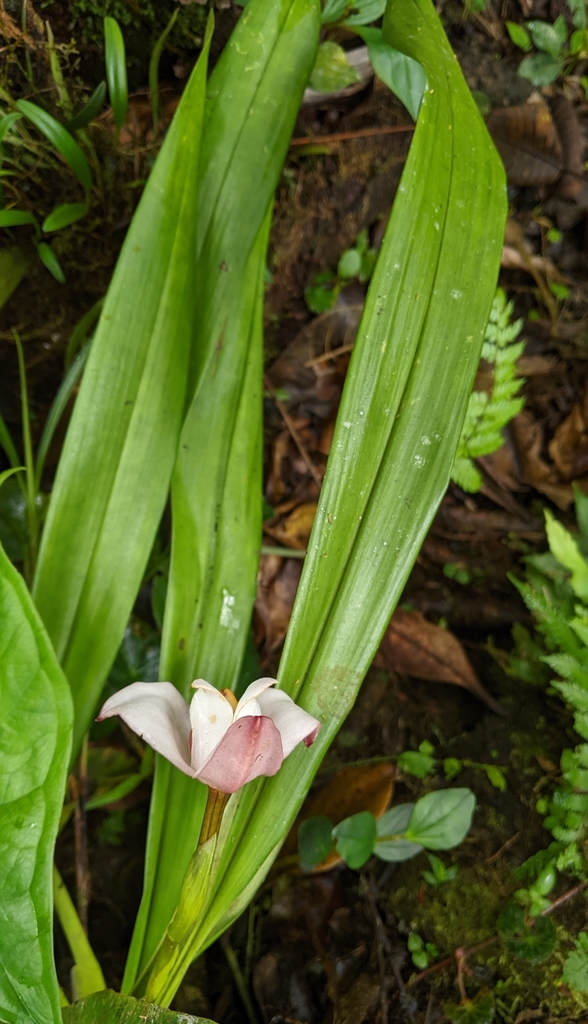 Maxillaria roseola