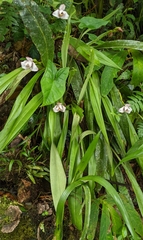 Maxillaria roseola