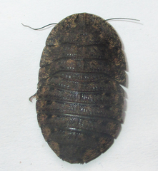 Derocalymma