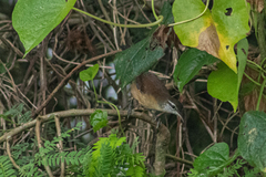 Cantorchilus longirostris