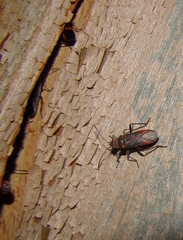Arocatus rusticus