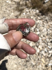 Homotrema rubrum