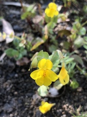 Erythranthe guttata