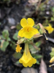 Erythranthe guttata
