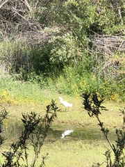 Egretta thula