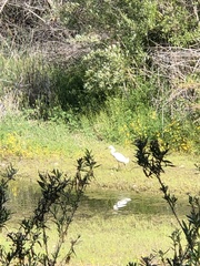 Egretta thula