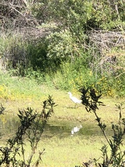 Egretta thula