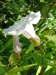 Calystegia silvatica