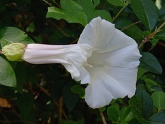 Calystegia silvatica