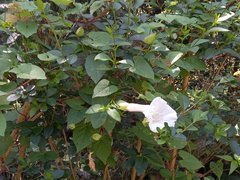 Calystegia silvatica