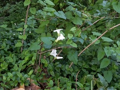 Calystegia silvatica