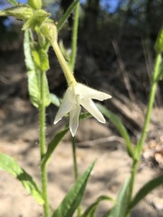 Nicotiana quadrivalvis