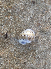 Naticarius alapapilionis