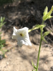 Nicotiana quadrivalvis