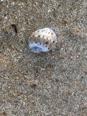 Naticarius alapapilionis