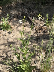 Nicotiana quadrivalvis