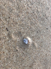 Naticarius alapapilionis