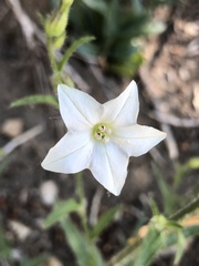 Nicotiana quadrivalvis