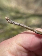 Callirhytis medularis