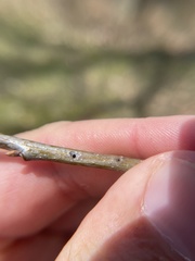 Callirhytis medularis