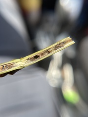 Callirhytis medularis