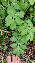Chelidonium majus