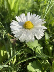 Bellis perennis