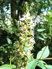 Phytolacca heterotepala