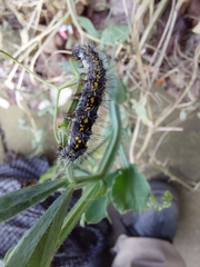 Callimorpha dominula