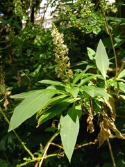 Phytolacca heterotepala