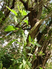 Phytolacca heterotepala